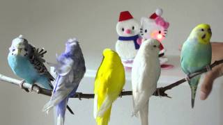鳥の画像を貼っていくトピ