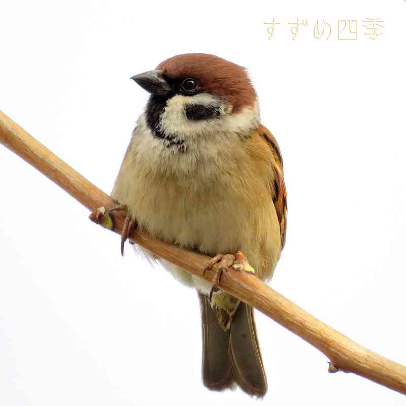 鳥の画像を貼っていくトピ