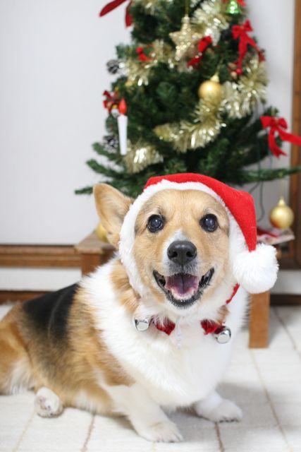 もこもこな画像が集まるトピ