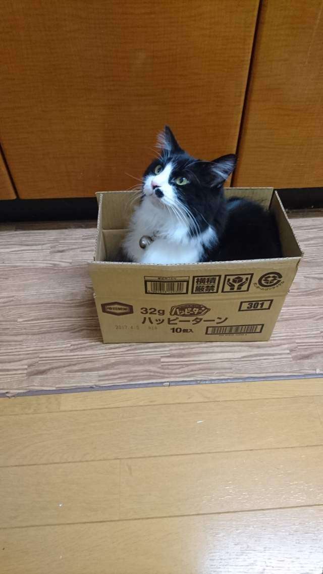 どんなペット飼ってますか?ペット自慢