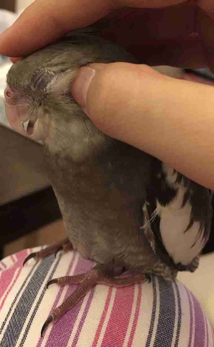 どんなペット飼ってますか?ペット自慢
