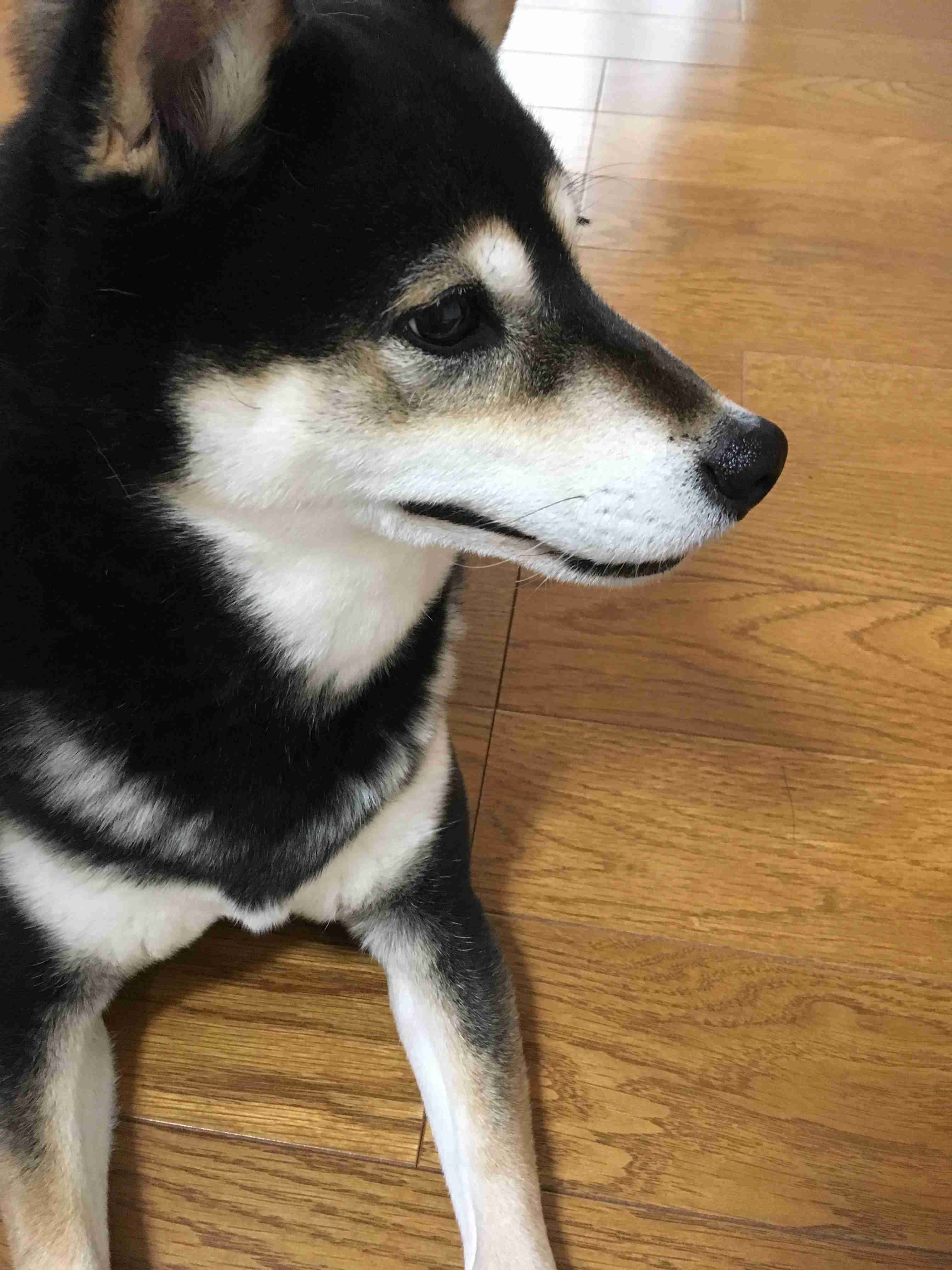 どんなペット飼ってますか?ペット自慢