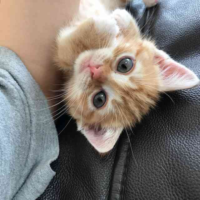 どんなペット飼ってますか?ペット自慢