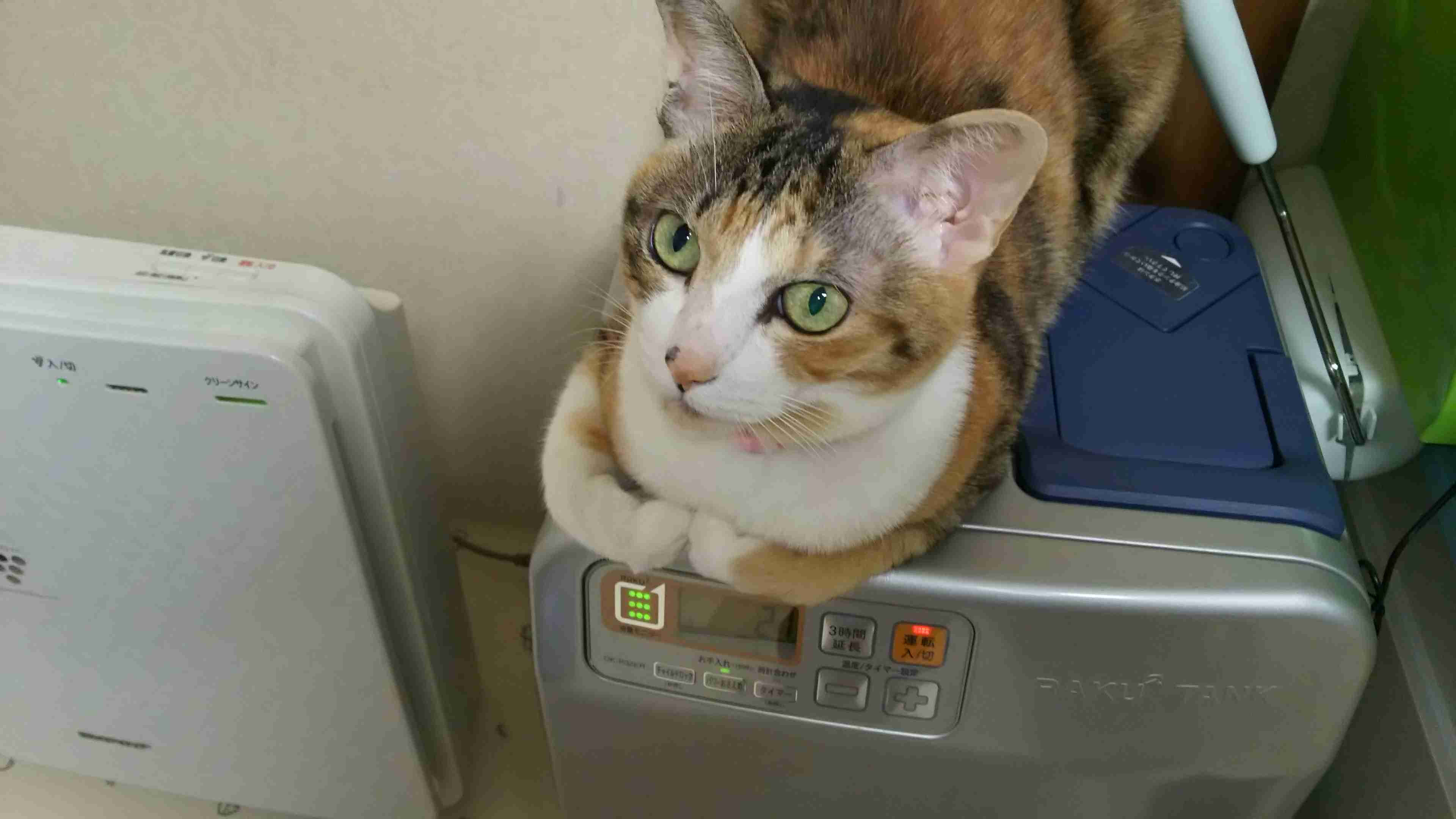 どんなペット飼ってますか?ペット自慢