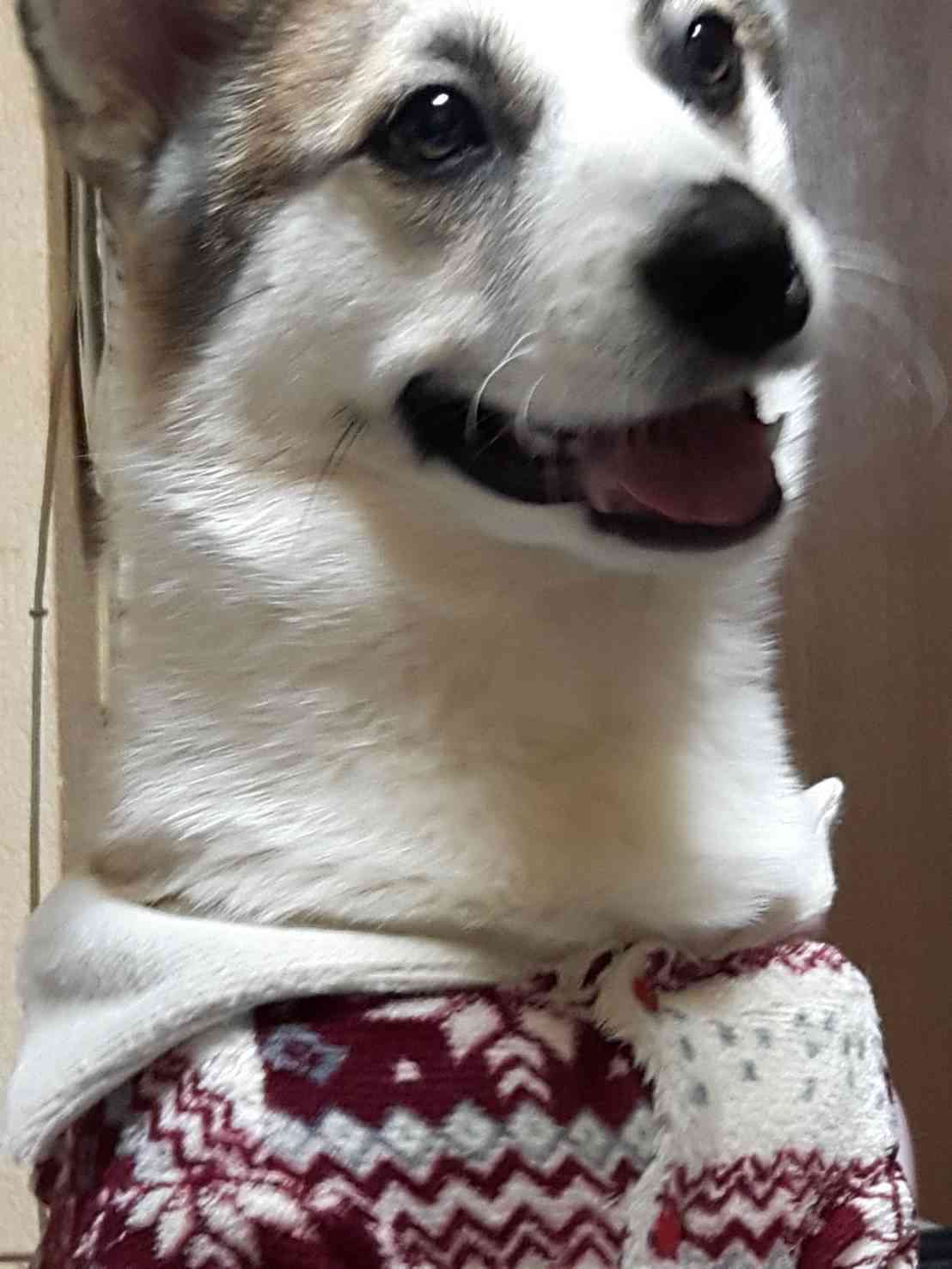 どんなペット飼ってますか?ペット自慢