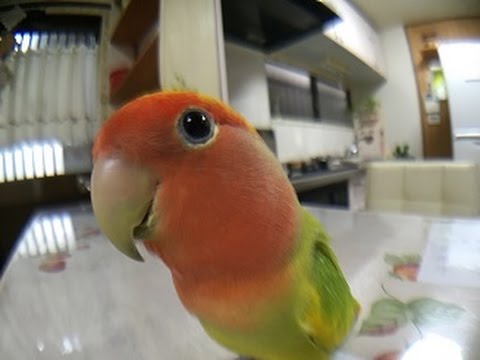 どんなペット飼ってますか?ペット自慢