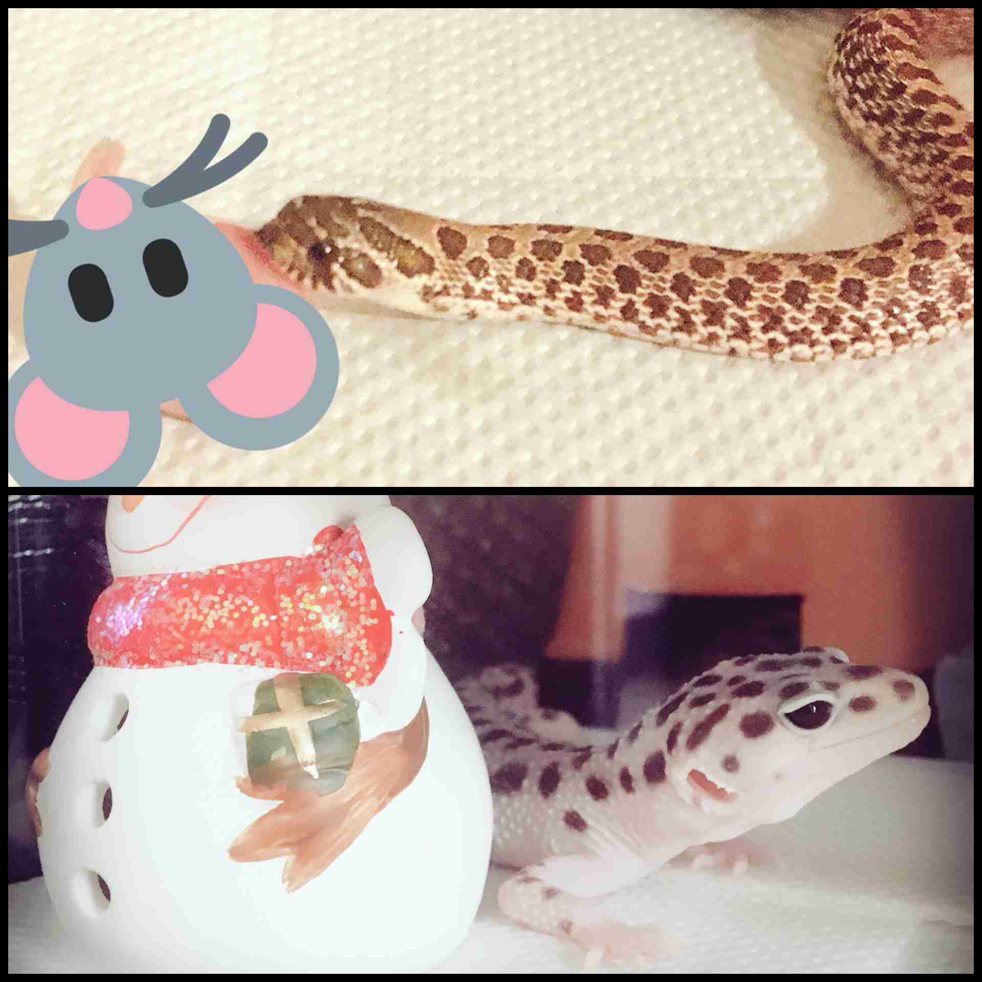 どんなペット飼ってますか?ペット自慢