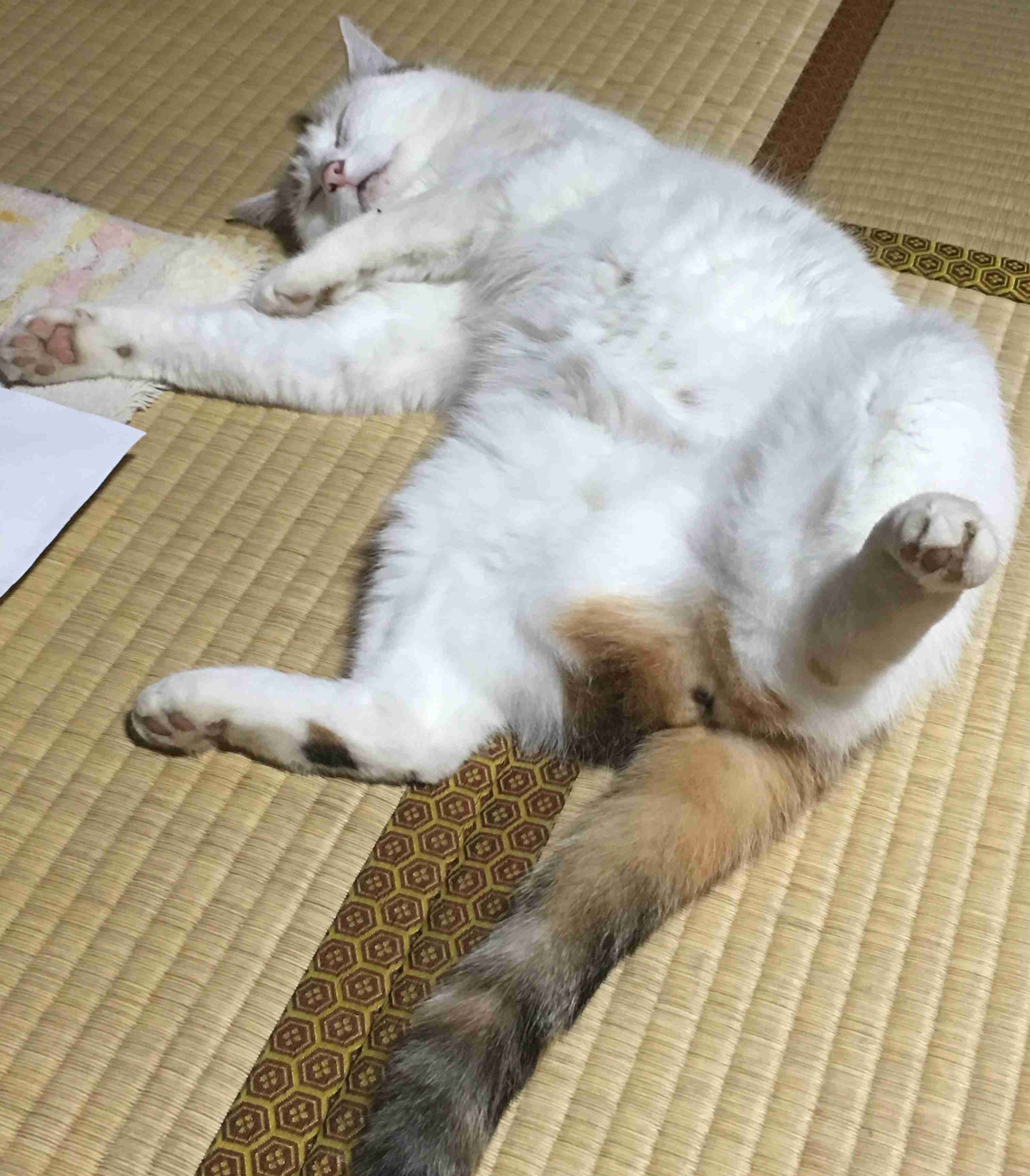 どんなペット飼ってますか?ペット自慢