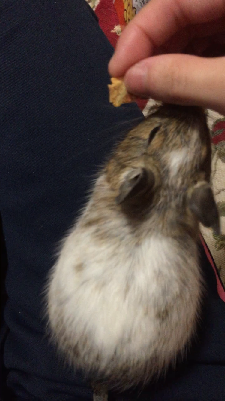 どんなペット飼ってますか?ペット自慢