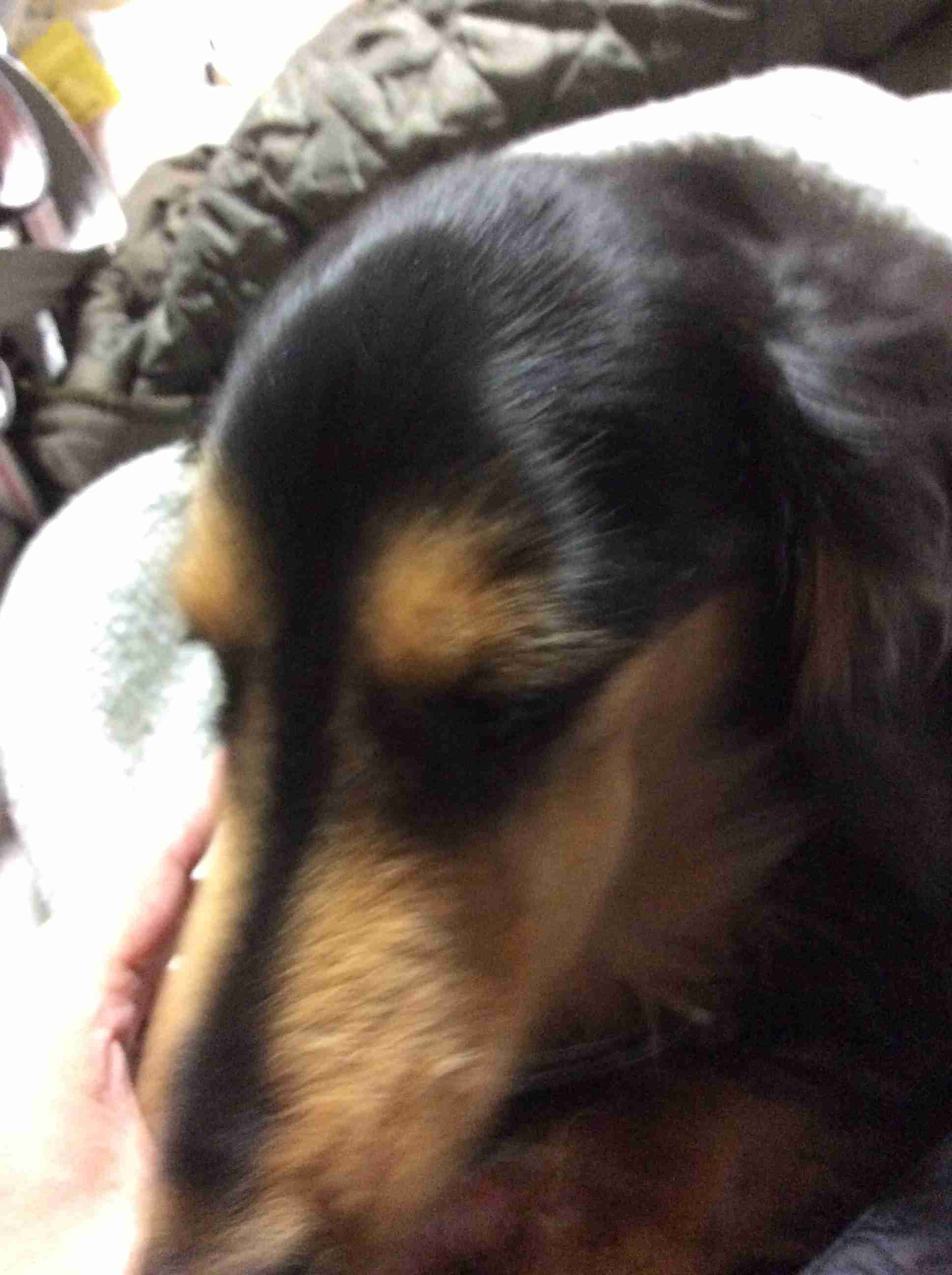 どんなペット飼ってますか?ペット自慢