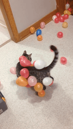 どんなペット飼ってますか?ペット自慢