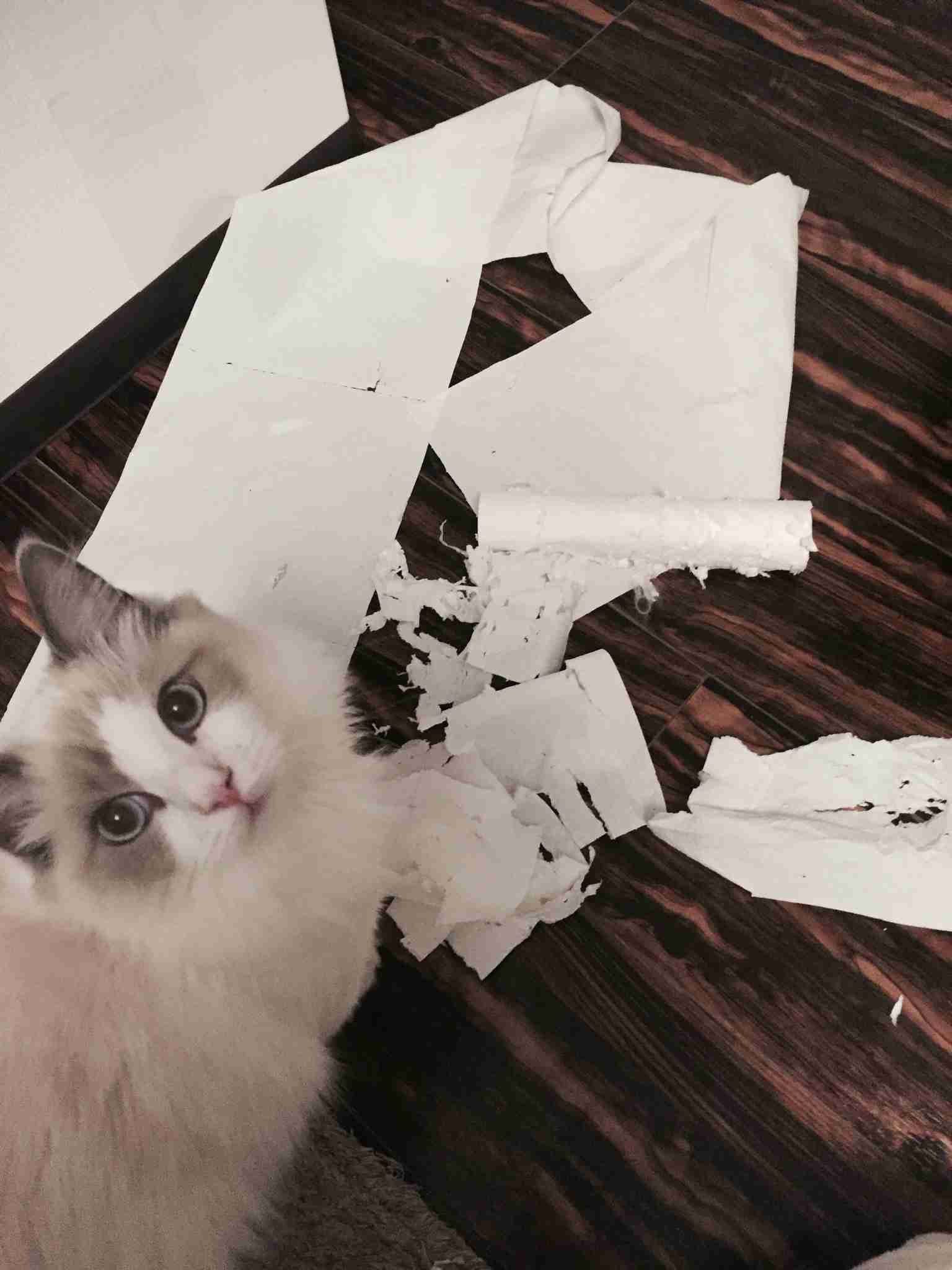 【犬・猫】ペットがいたずらしちゃった画像が見たい【動物・かわいい】