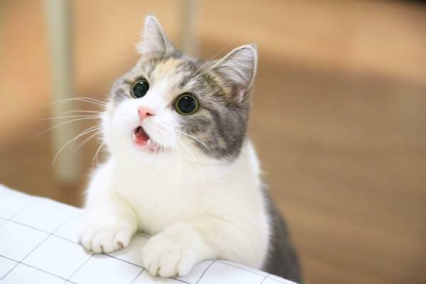 【画像】動物が労ってくれるトピ