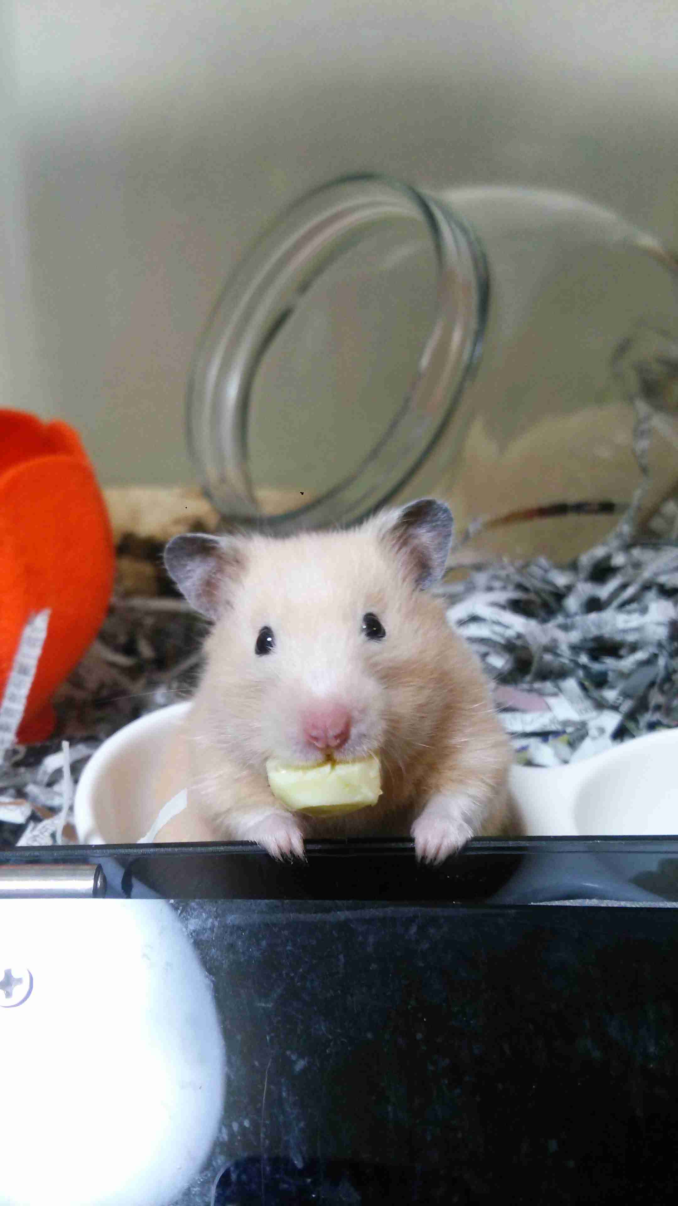 【画像】動物が労ってくれるトピ