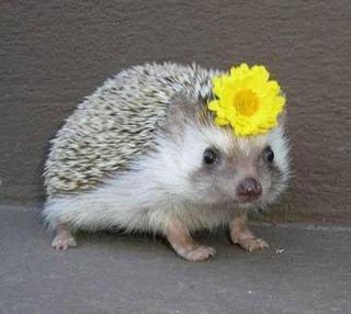 【画像】動物が労ってくれるトピ