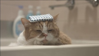 【画像】動物が労ってくれるトピ