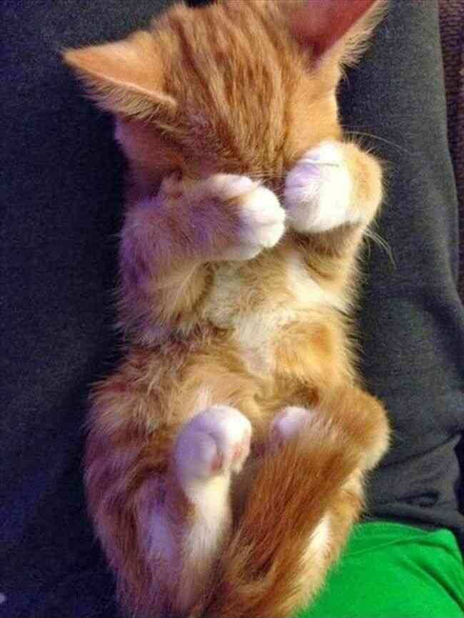 【画像】動物が労ってくれるトピ