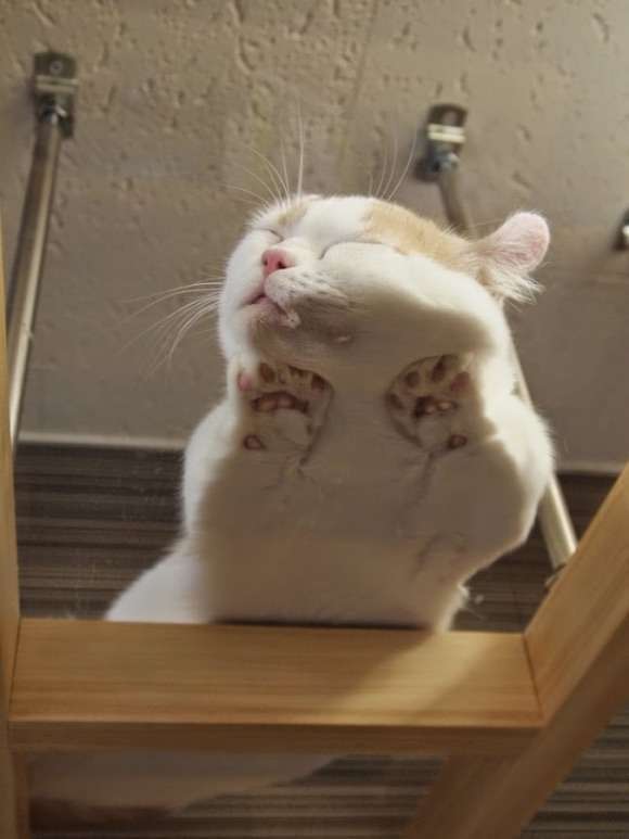 【画像】動物が労ってくれるトピ