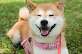 【画像】動物が労ってくれるトピ