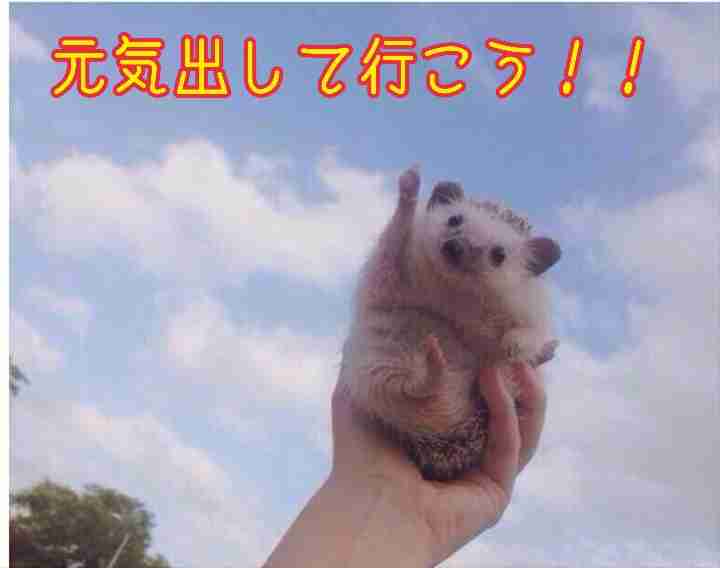 【画像】動物が労ってくれるトピ