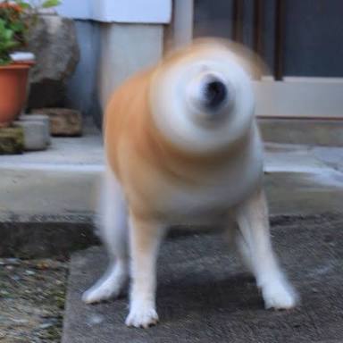 【画像】動物が労ってくれるトピ
