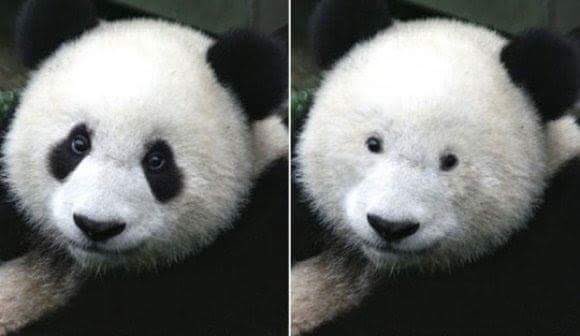 【画像】動物が労ってくれるトピ