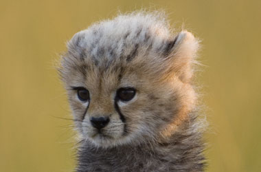 【画像】動物が労ってくれるトピ