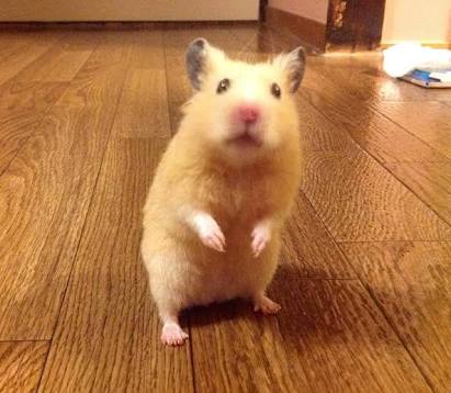 【画像】動物が労ってくれるトピ