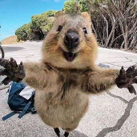 【画像】動物が労ってくれるトピ
