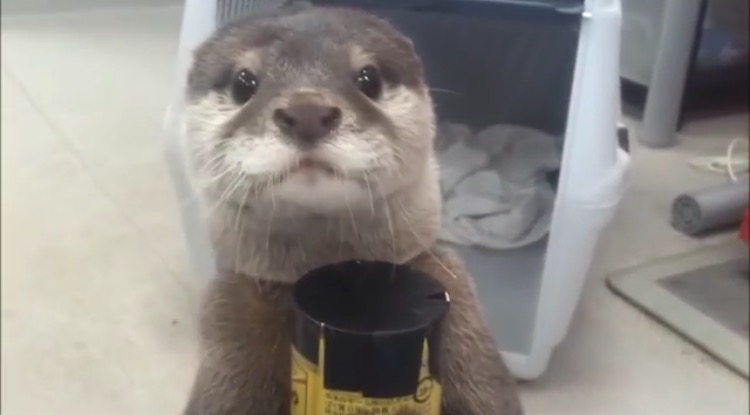 【画像】動物が労ってくれるトピ
