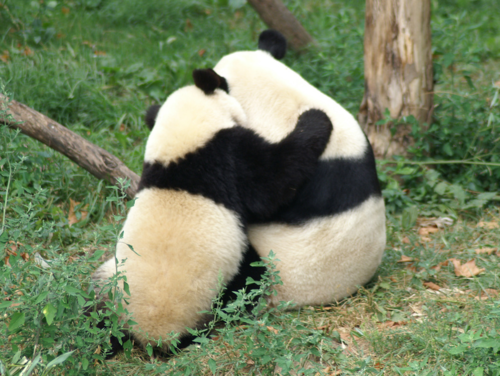 【画像】動物が労ってくれるトピ