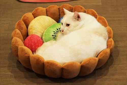 【画像】動物が労ってくれるトピ