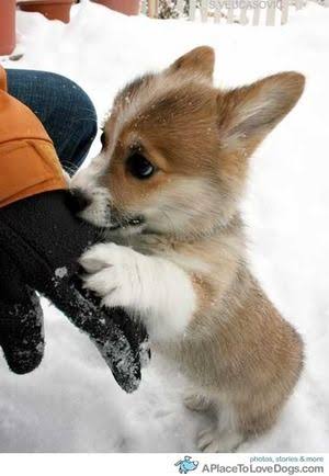 【画像】動物が労ってくれるトピ