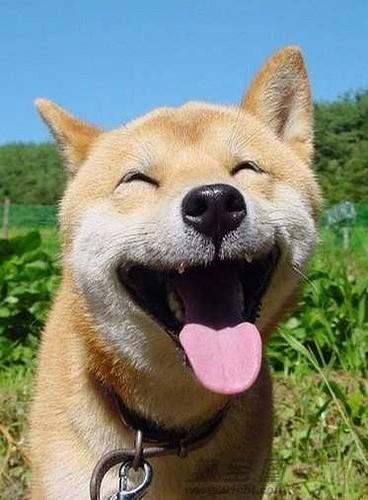 【画像】動物が労ってくれるトピ