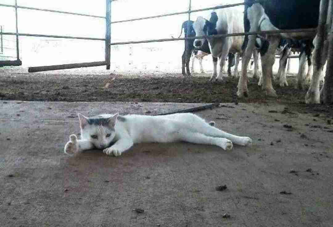 【画像】動物が労ってくれるトピ