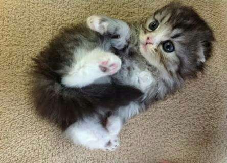 【画像】動物が労ってくれるトピ