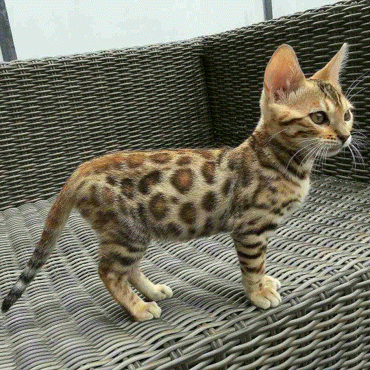 【画像】動物が労ってくれるトピ