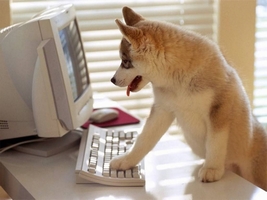 【画像】動物が労ってくれるトピ