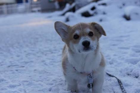 【画像】動物が労ってくれるトピ