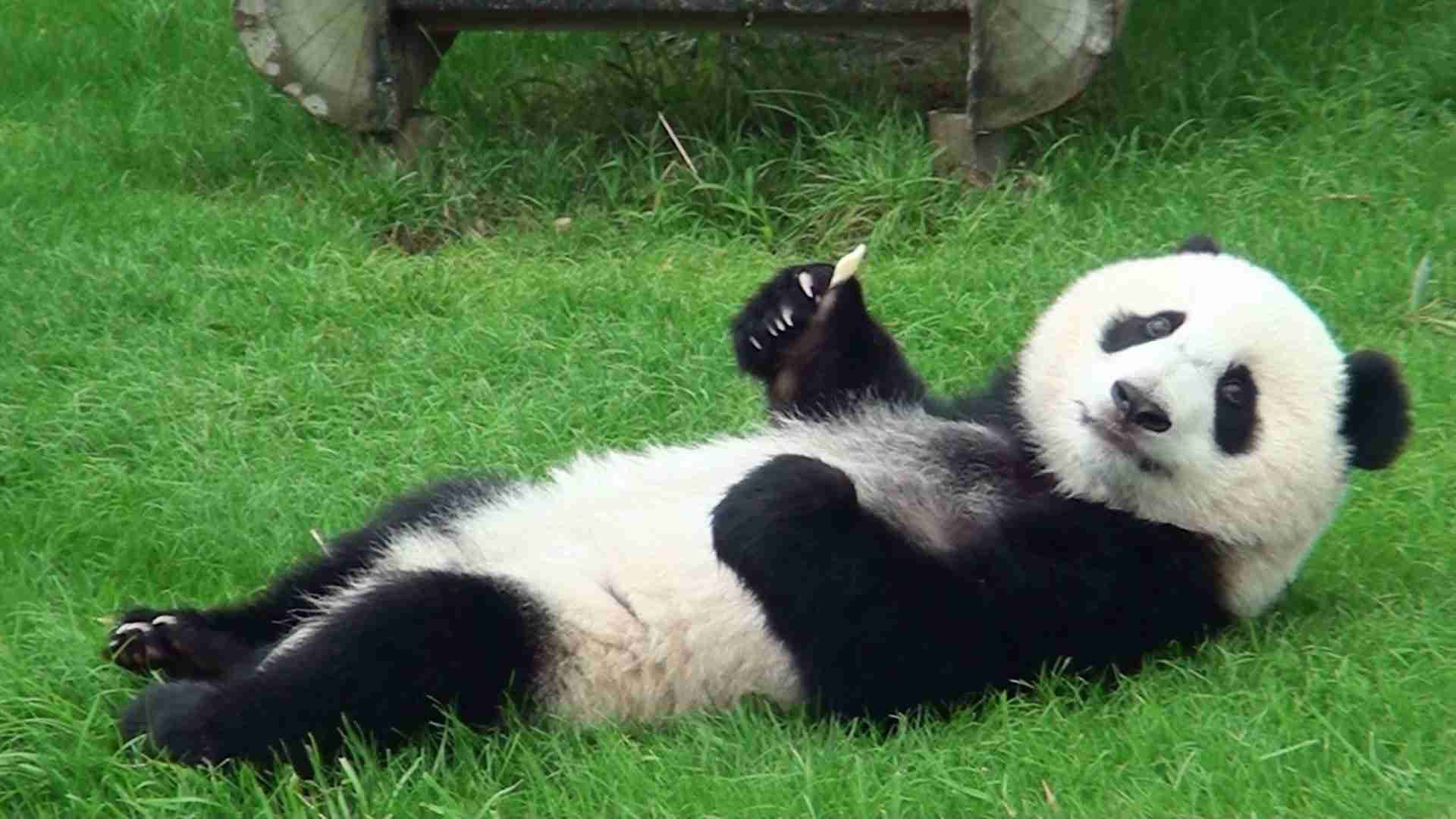 【画像】動物が労ってくれるトピ