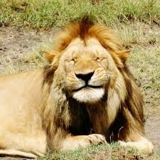 【画像】動物が労ってくれるトピ