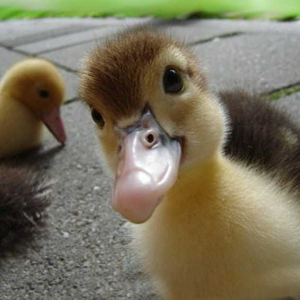 【画像】動物が労ってくれるトピ