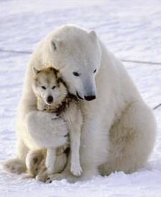 【画像】動物が労ってくれるトピ