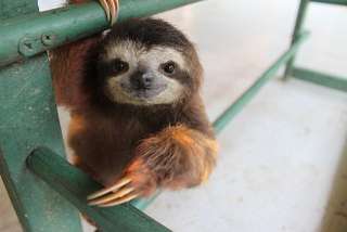 【画像】動物が労ってくれるトピ