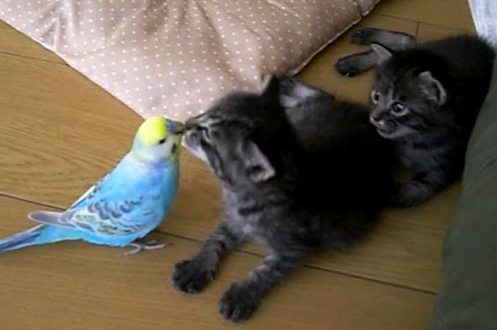 【画像】動物が労ってくれるトピ