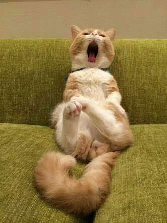 【画像】動物が労ってくれるトピ