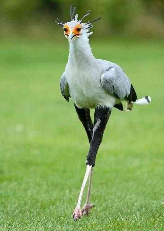 【画像】動物が労ってくれるトピ