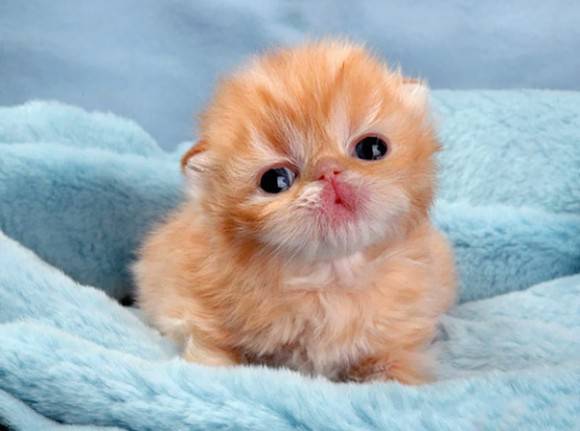 【画像】動物が労ってくれるトピ