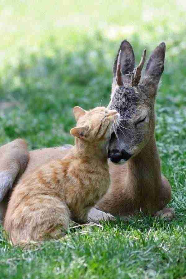 【画像】動物が労ってくれるトピ