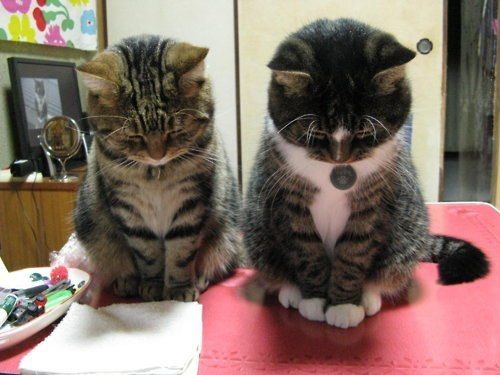 【画像】動物が労ってくれるトピ